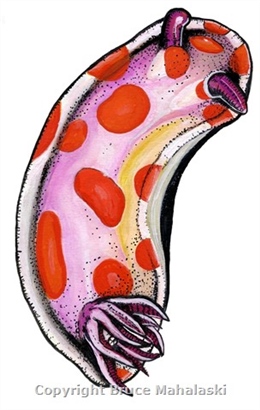 053 - Sea slug - Picture